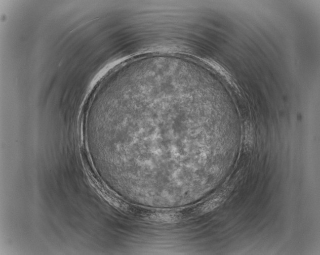 X0000085061078200703191319