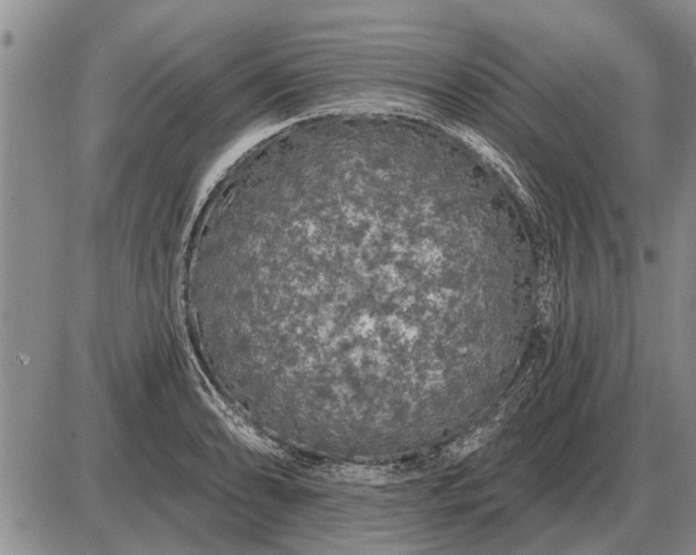 X0000085061086200703191318