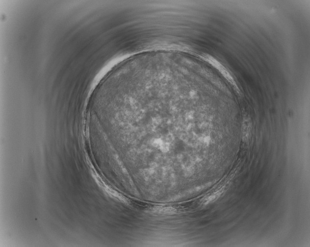 X0000085061094200703191318