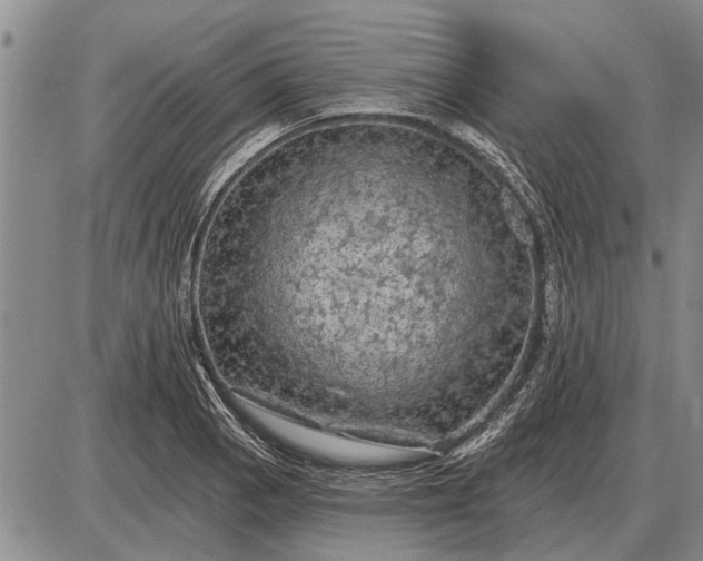 X0000085061129200703191318