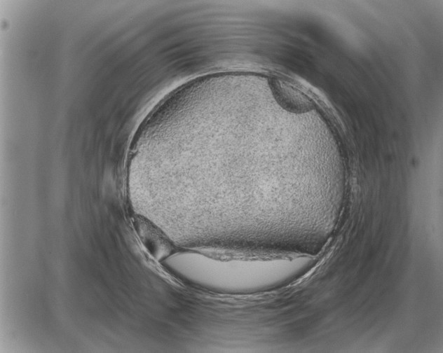 X0000085061236200703191316