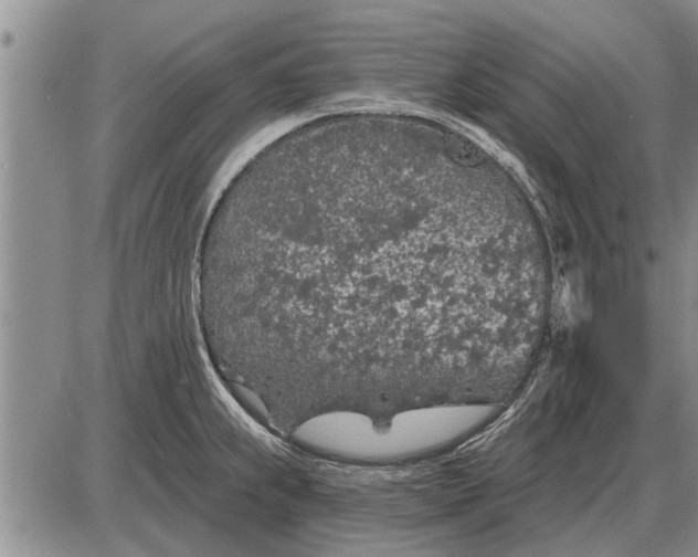 X0000085061239200703191316