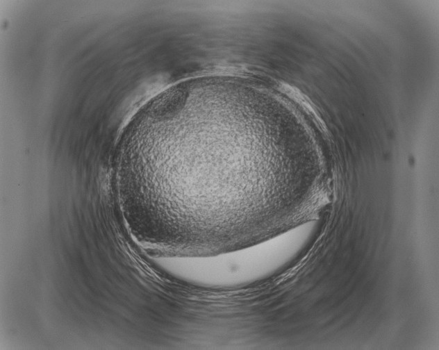 X0000085061260200703191315