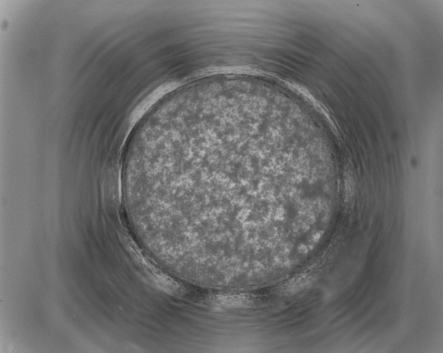 X0000085061274200703191315