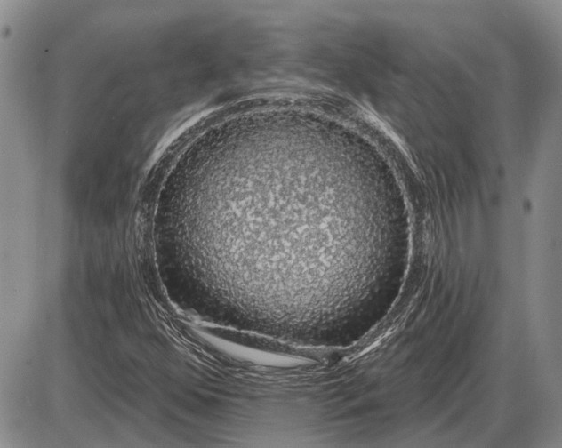 X0000085061352200703191314