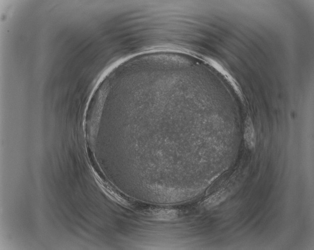 X0000085061372200703191314