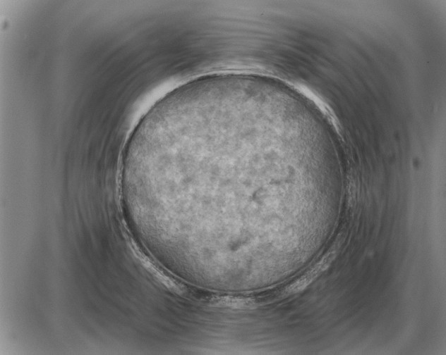 X0000085061374200703191313