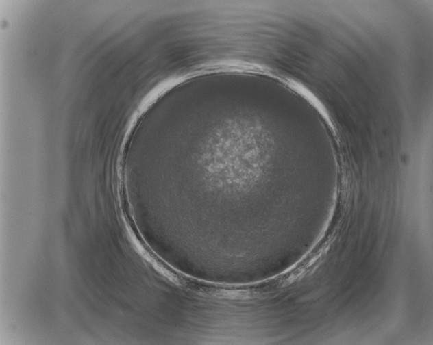 X0000085061381200703191313