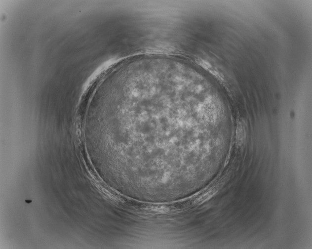 X0000085061454200703191312