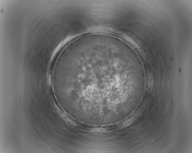 X0000085061462200703191312