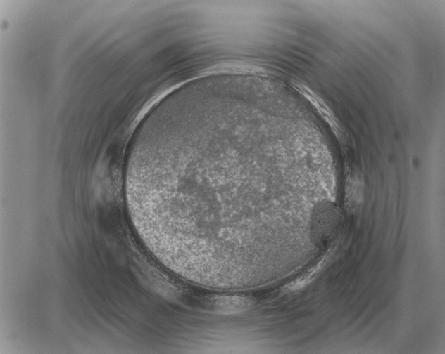 X0000085061465200703191312