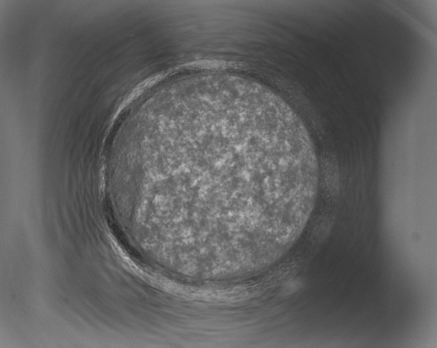 X0000085060016200703261217