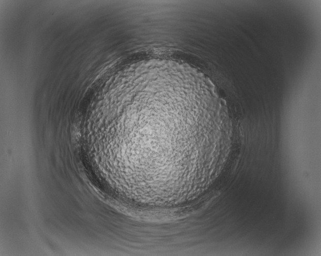 X0000085060032200703261217