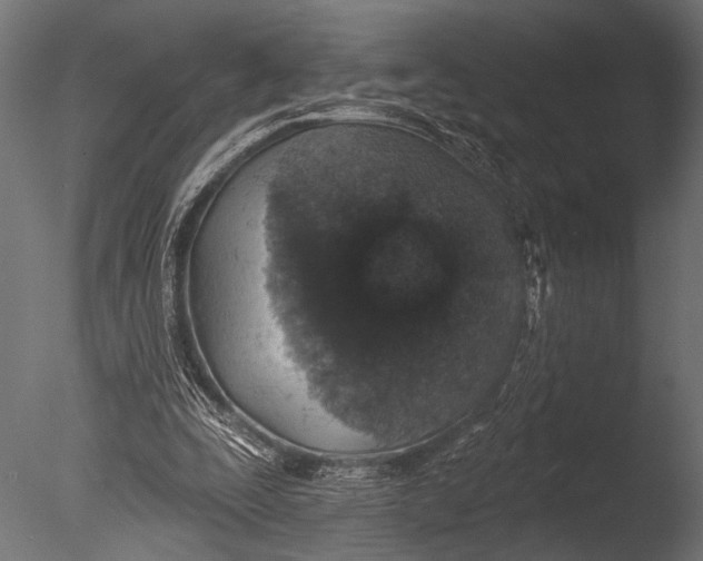 X0000085060295200703261212