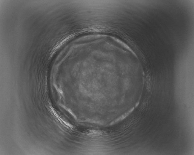 X0000085060442200703261209
