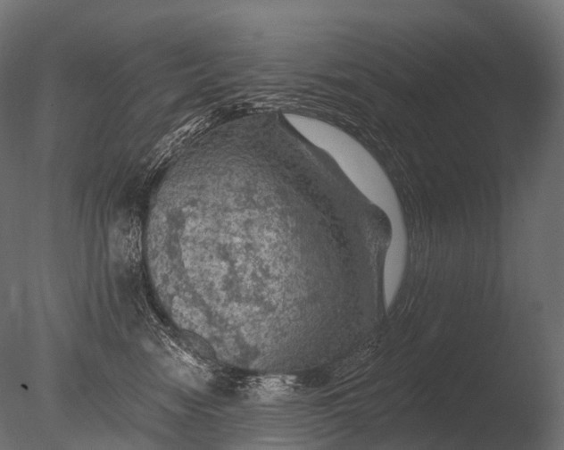 X0000085060474200703261209