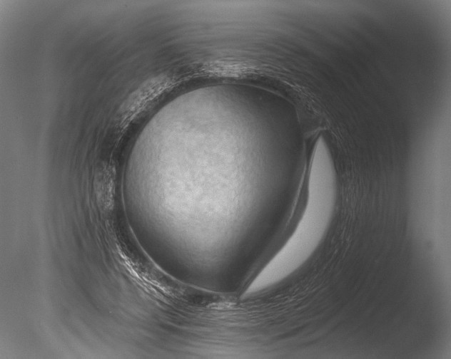 X0000085060544200703261207