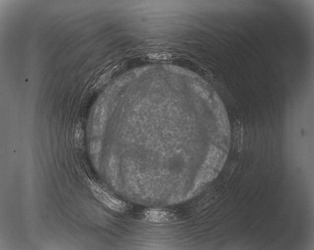 X0000085060614200703261206