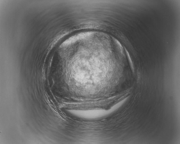 X0000085060628200703261206