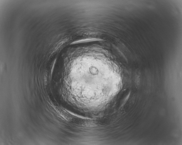 X0000085060668200703261206