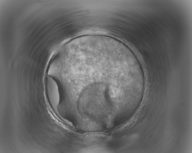 X0000085060864200703261203