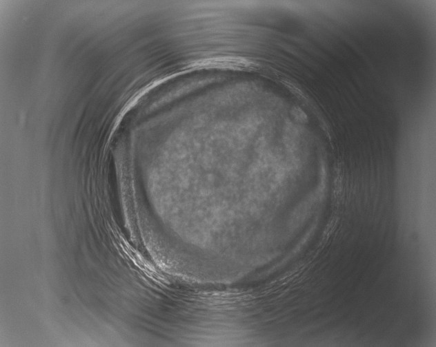 X0000085060923200703261200