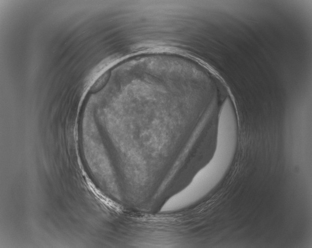 X0000085060951200703261201