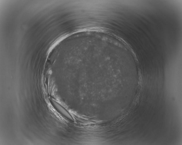 X0000085060952200703261201