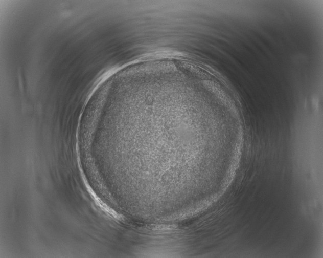 X0000085061055200703261159