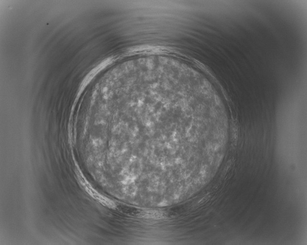 X0000085061090200703261158