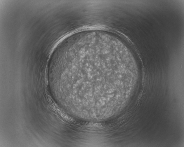 X0000085061174200703261157