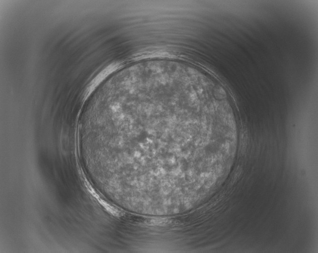 X0000085061290200703261154