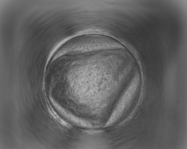 X0000085061296200703261154