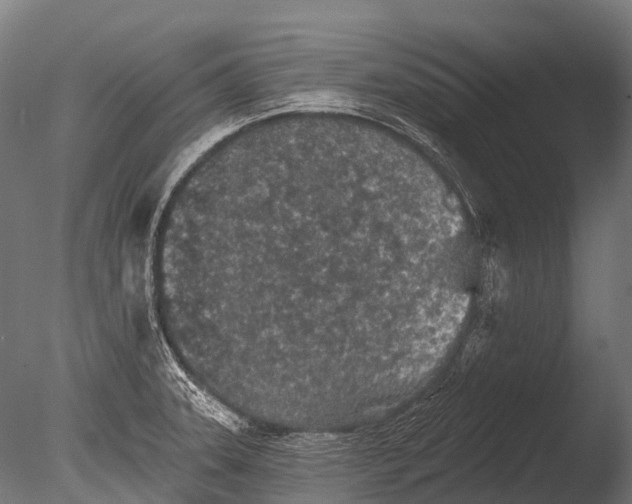 X0000085061331200703261154