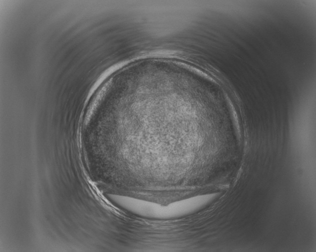 X0000085061436200703261153