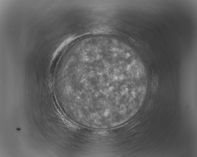 X0000085061454200703261152