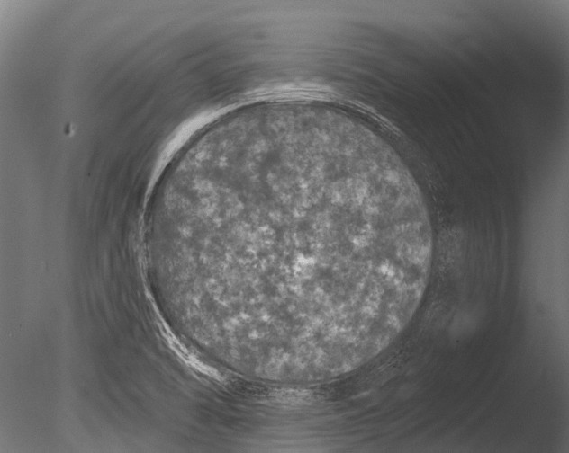 X0000085061470200703261151