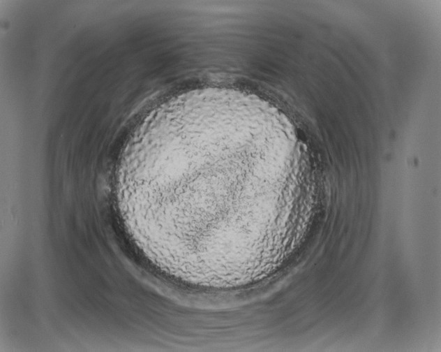 X0000085060032200704021356
