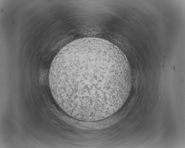 X0000085060034200704021356
