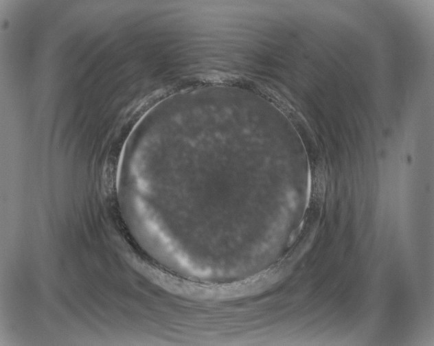 X0000085060043200704021356