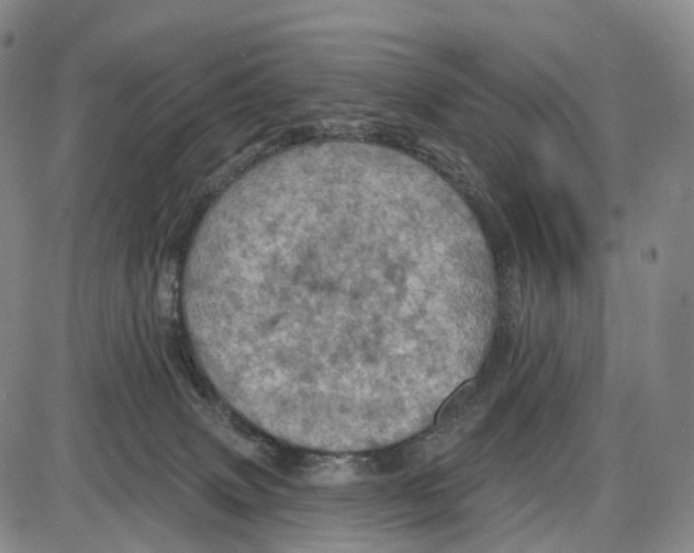 X0000085060083200704021356