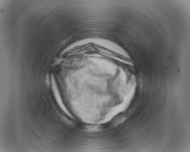 X0000085060089200704021356