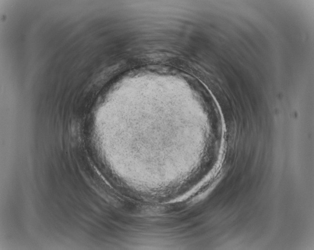 X0000085060182200704021354