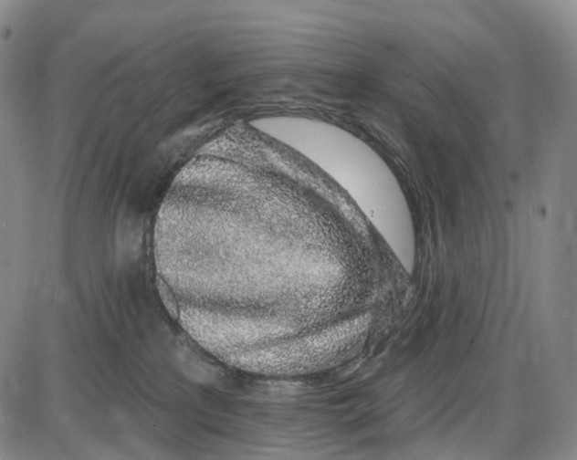 X0000085060233200704021353