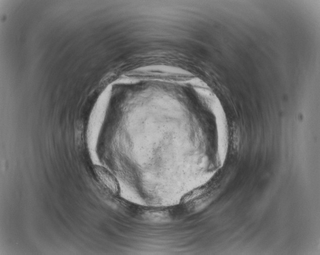 X0000085060283200704021353