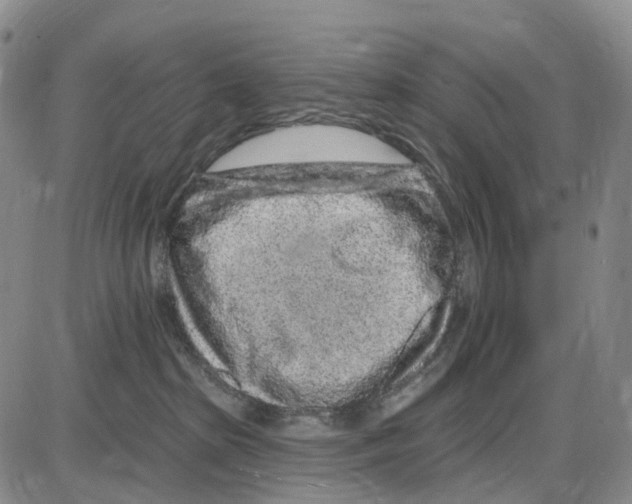 X0000085060285200704021353