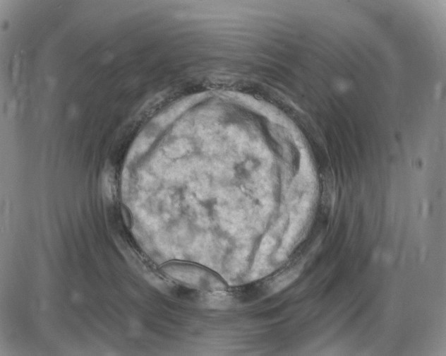 X0000085060287200704021353
