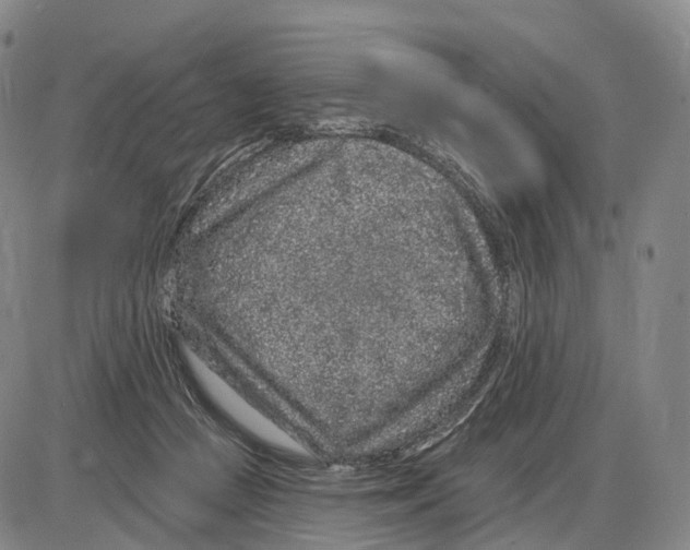 X0000085060361200704021351