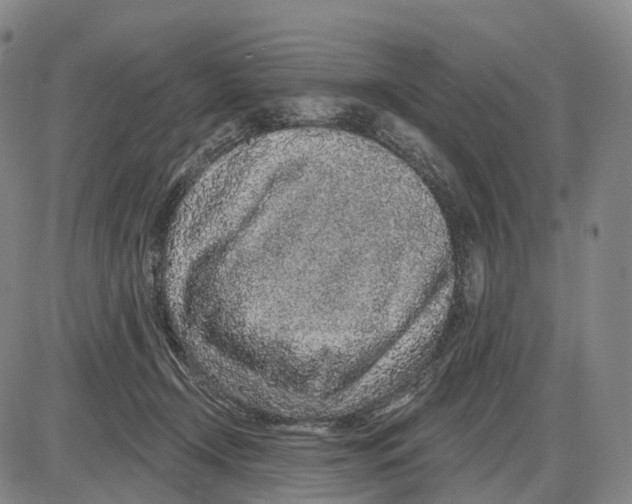 X0000085060366200704021351