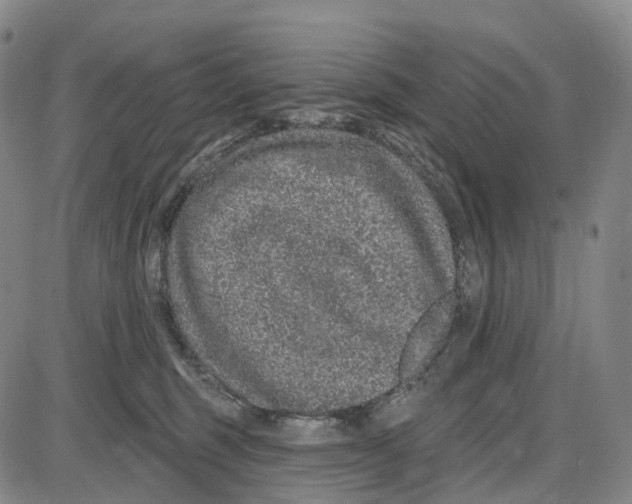 X0000085060375200704021351